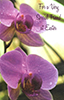 EA_159&nbsp;&nbsp-&nbsp;&nbsp;Item #EA_159