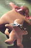 XMAS118B  -  Item #XMAS_118B